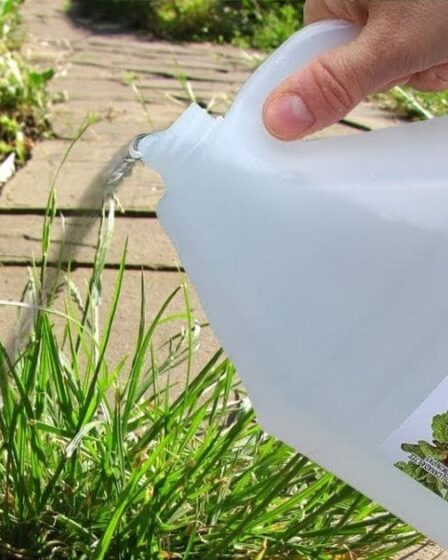 11 Fantastic Uses of White Vinegar for Your Plants and Soil – Tipy Pro ...