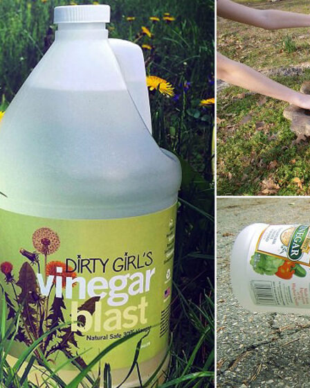 10 Awesome Uses Of White Vinegar In The Garden (with Recipes) – Tipy 